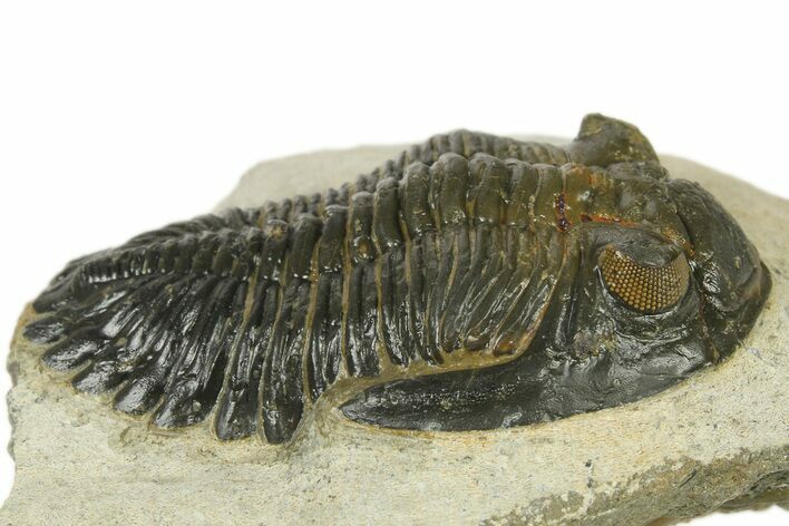 Detailed Hollardops Trilobite - Orange Eye Preservation #272460